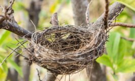 empty nest