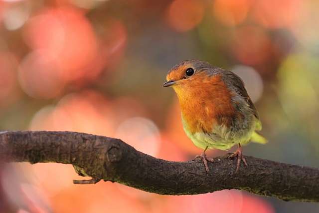 bird on a tree