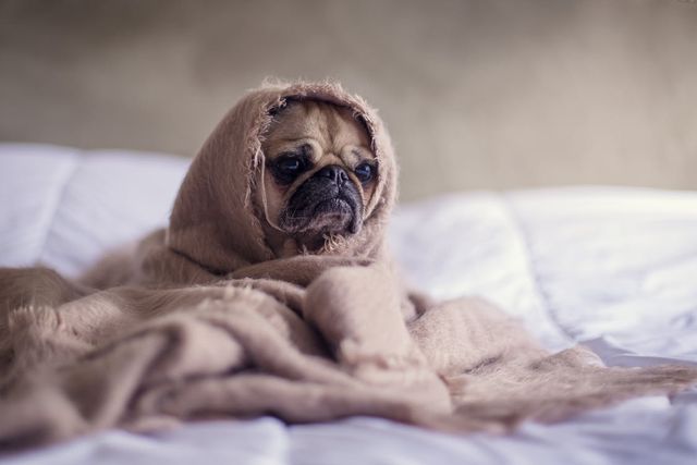 Tan pug covered in brown blanket