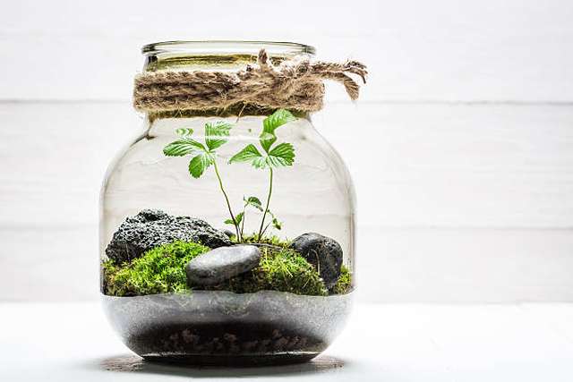 amazing-jar-with-piece-of-forest