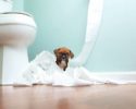 boxer-puppy-in-toilet-paper