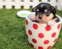 brown-black-puppy-in-a-cup