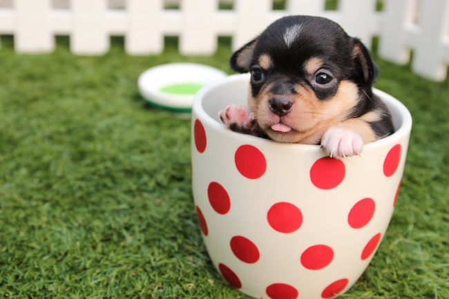 brown-black-puppy-in-a-cup