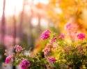 pink-flowers-garden