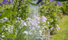 watering-garden-plants