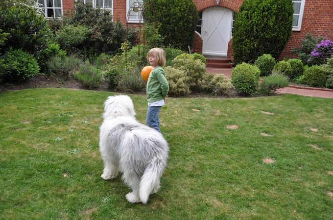 dog-kid-outdoor-garden-house