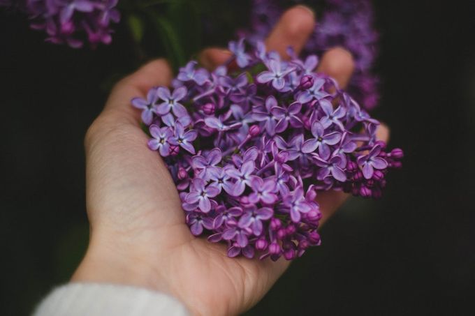 purple-violet-flowers