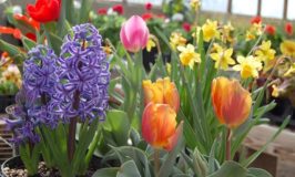 bulbs-flowers-garden
