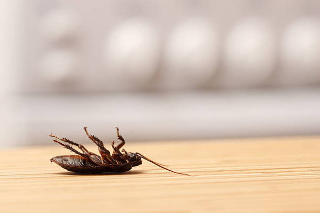 dead-cockroach