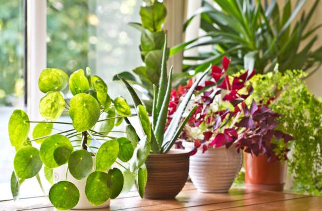 pot-plants-display-on-the-window